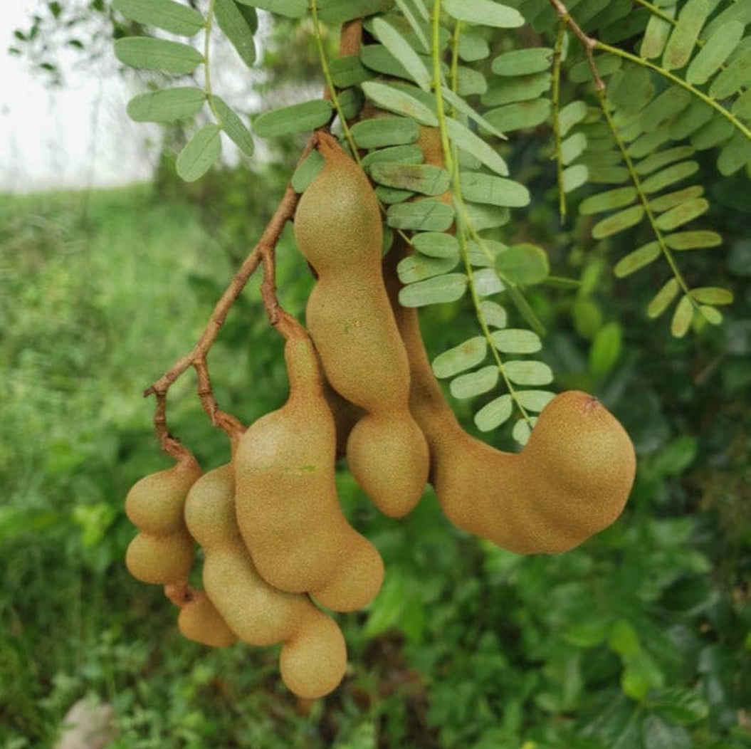 Tamarind fruit plant