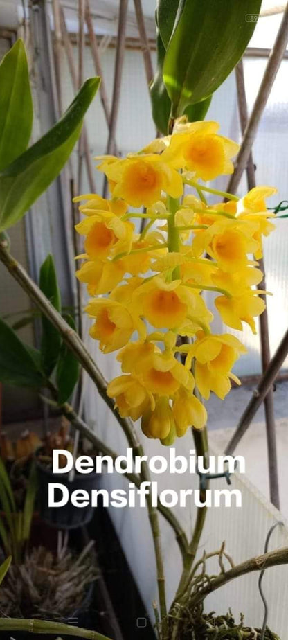 Dendrobium Densiflorum