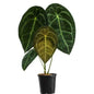 Anthurium Forgetii Dark Form (Pure)
