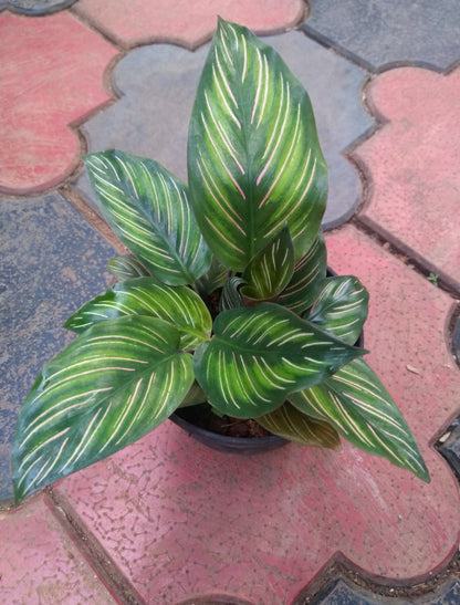 Calathea 25