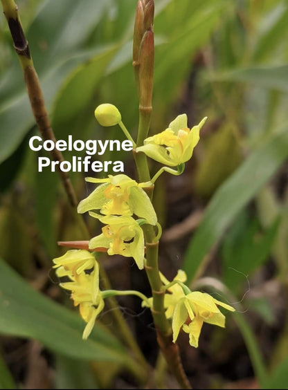 Coelogyne Prolifera