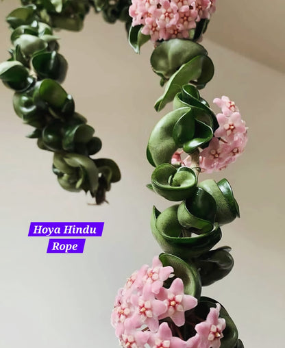 Hoya Hindu Rope