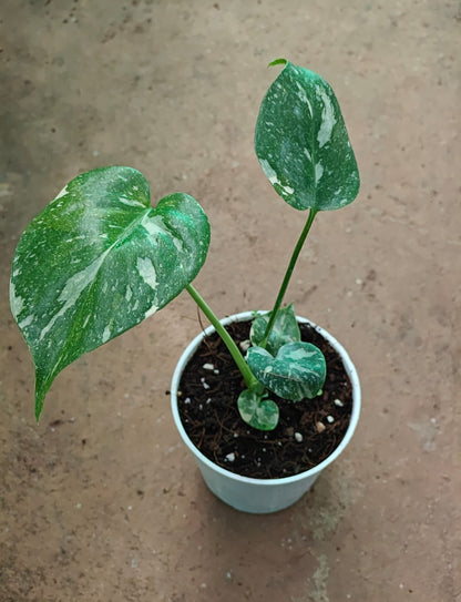 Monstera Thai Constellation plant | Indoor plants| Rare plant