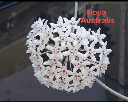 Hoya Australis