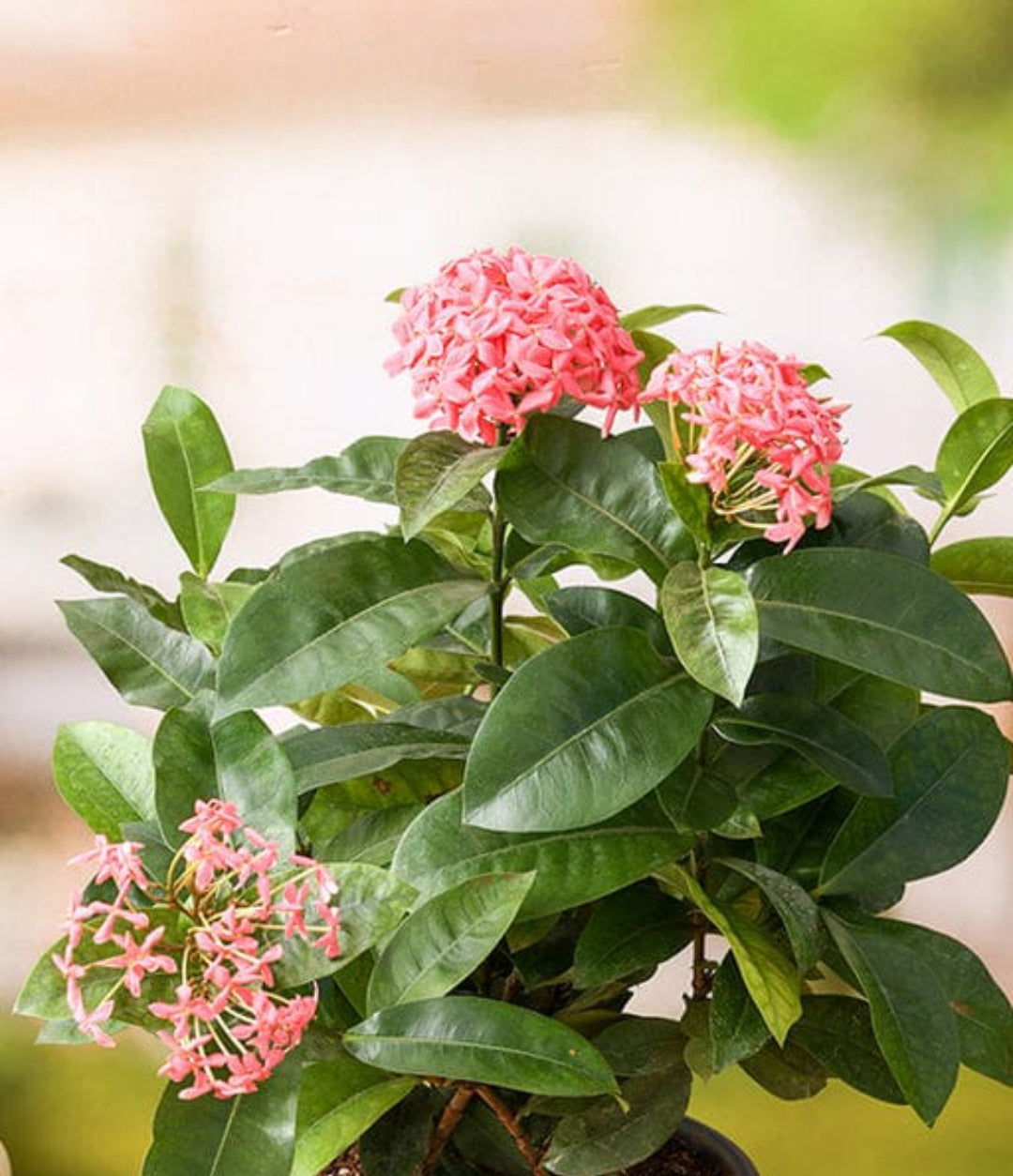 Ixora plant (Shrub Plant)