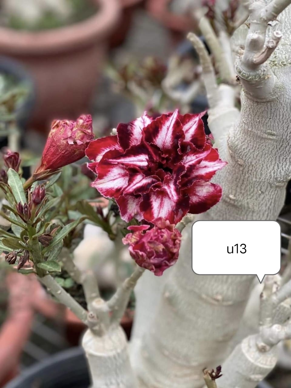 Adenium plant (desert rose) white stripe and dark red colour flower