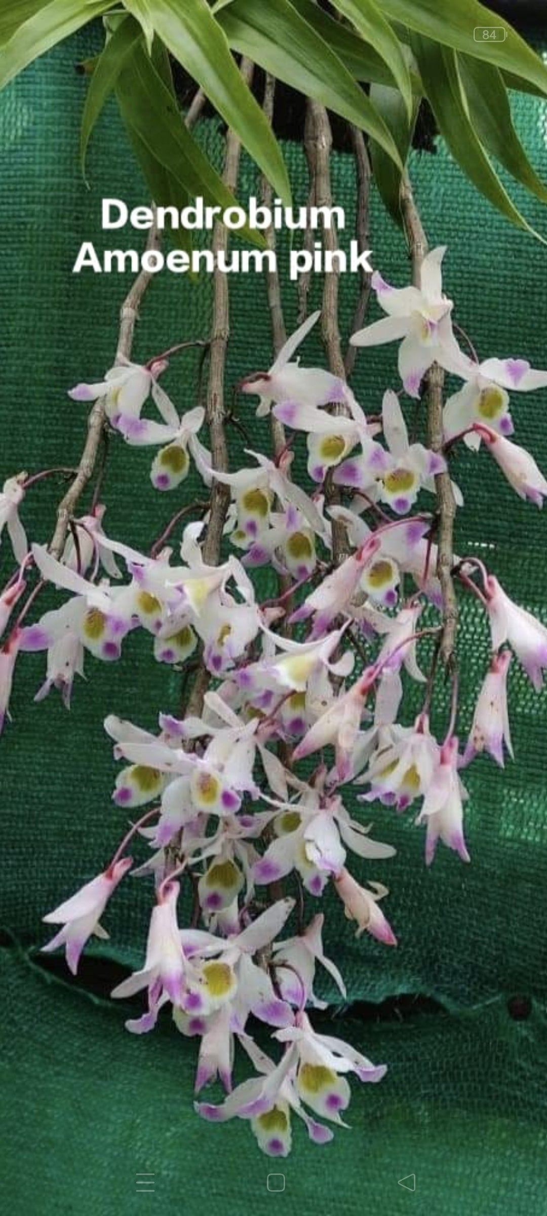 Dendrobium Amoenum Pink