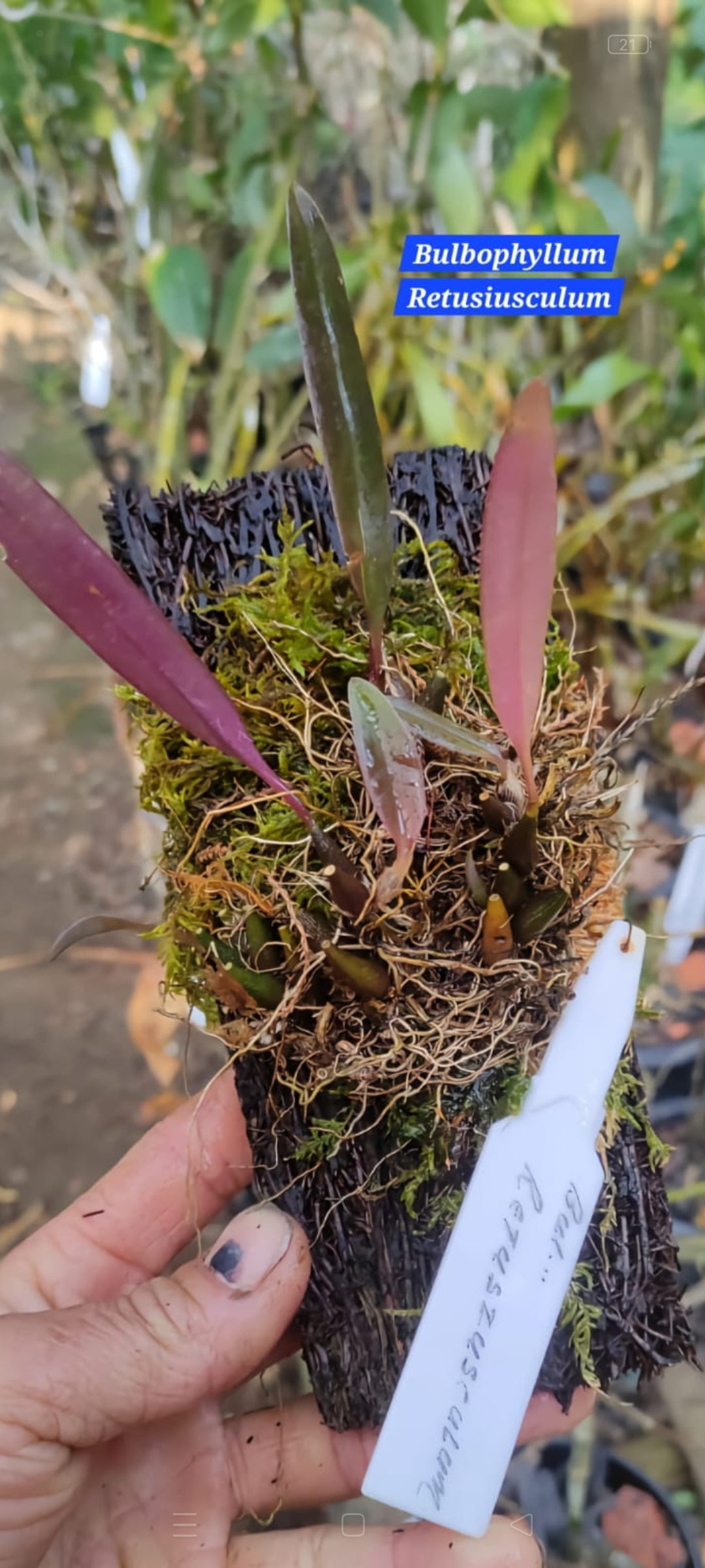 Bulbophyllum Retusiusculum