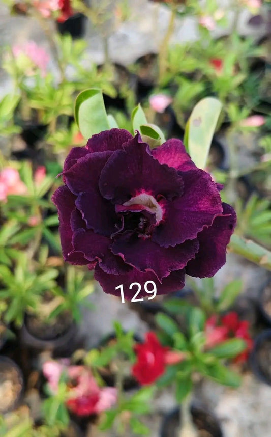 Adenium plant (desert rose) florist dark red colour flower