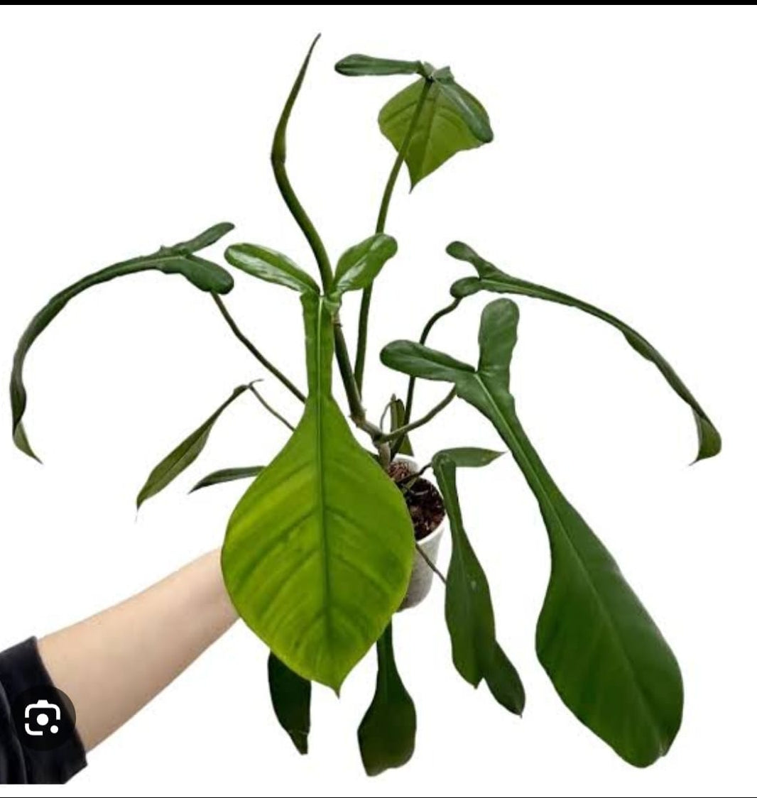 Joepii Philodendron plant