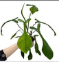 Joepii Philodendron plant