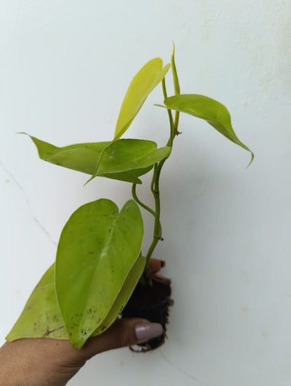 Philodendron lemon Plant