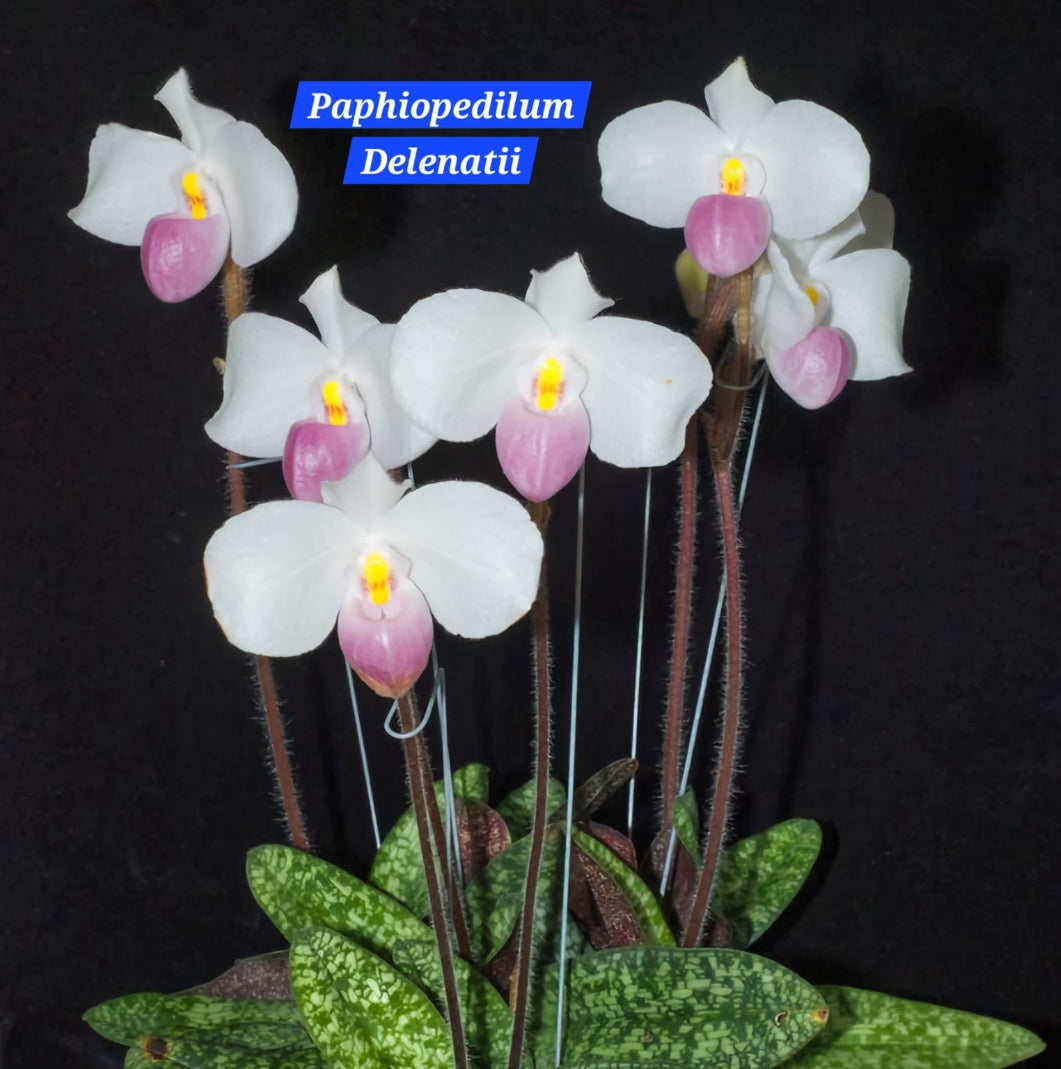 Paphiopedilum Delenatii