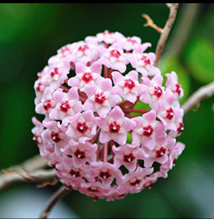 Hoya Pink (Creeper Indoor)