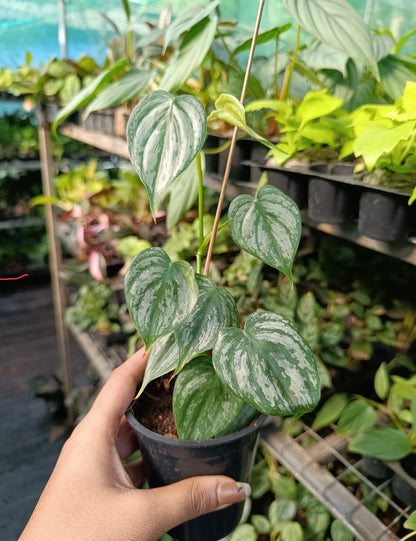 Philodendron Brandtianum plant