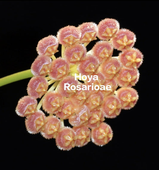 Hoya Rosarioae