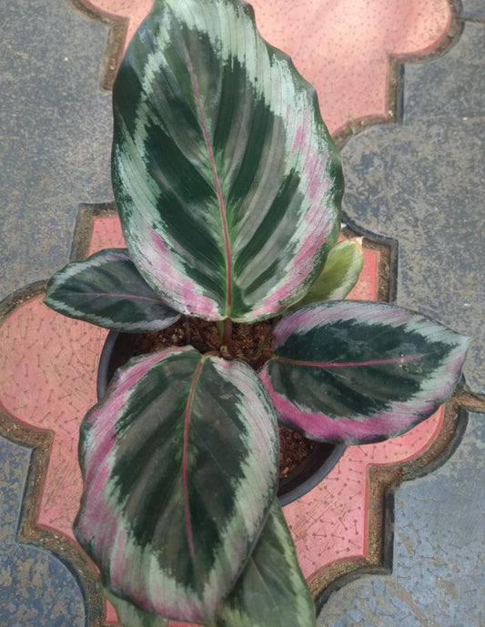 Rare Calathea 25
