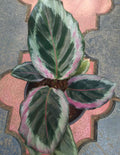 Rare Calathea 25