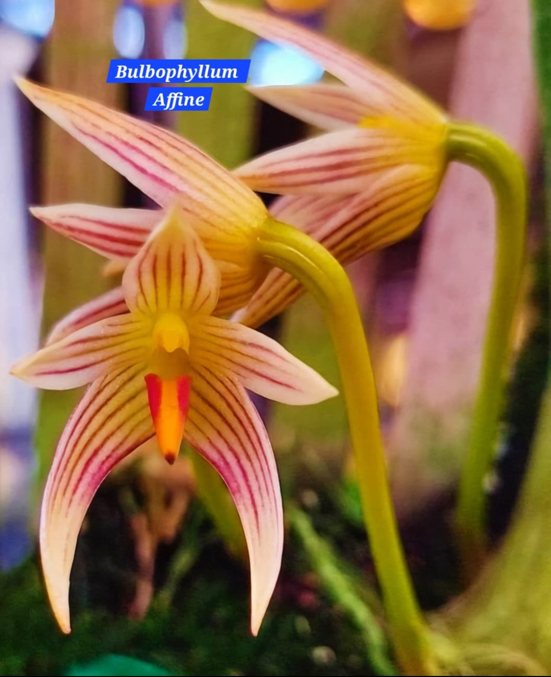 Bulbophyllum Affine