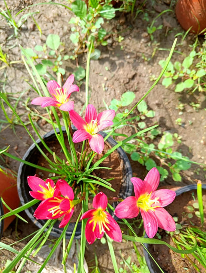 Red lamduane rare Rain Lily bulb