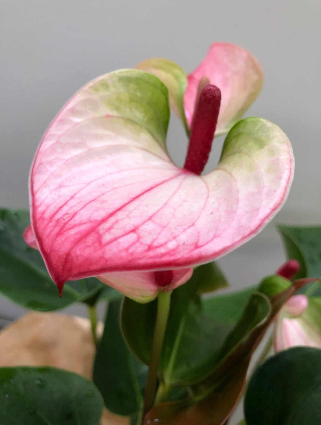 Anthurium white red tip (Semishade plant)