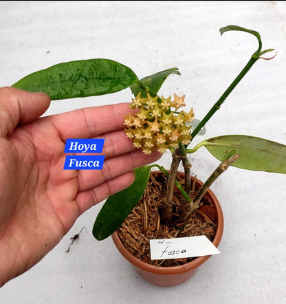 Hoya Fusca