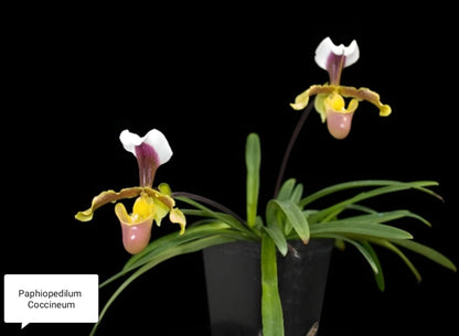 Paphiopedilum Coccineum