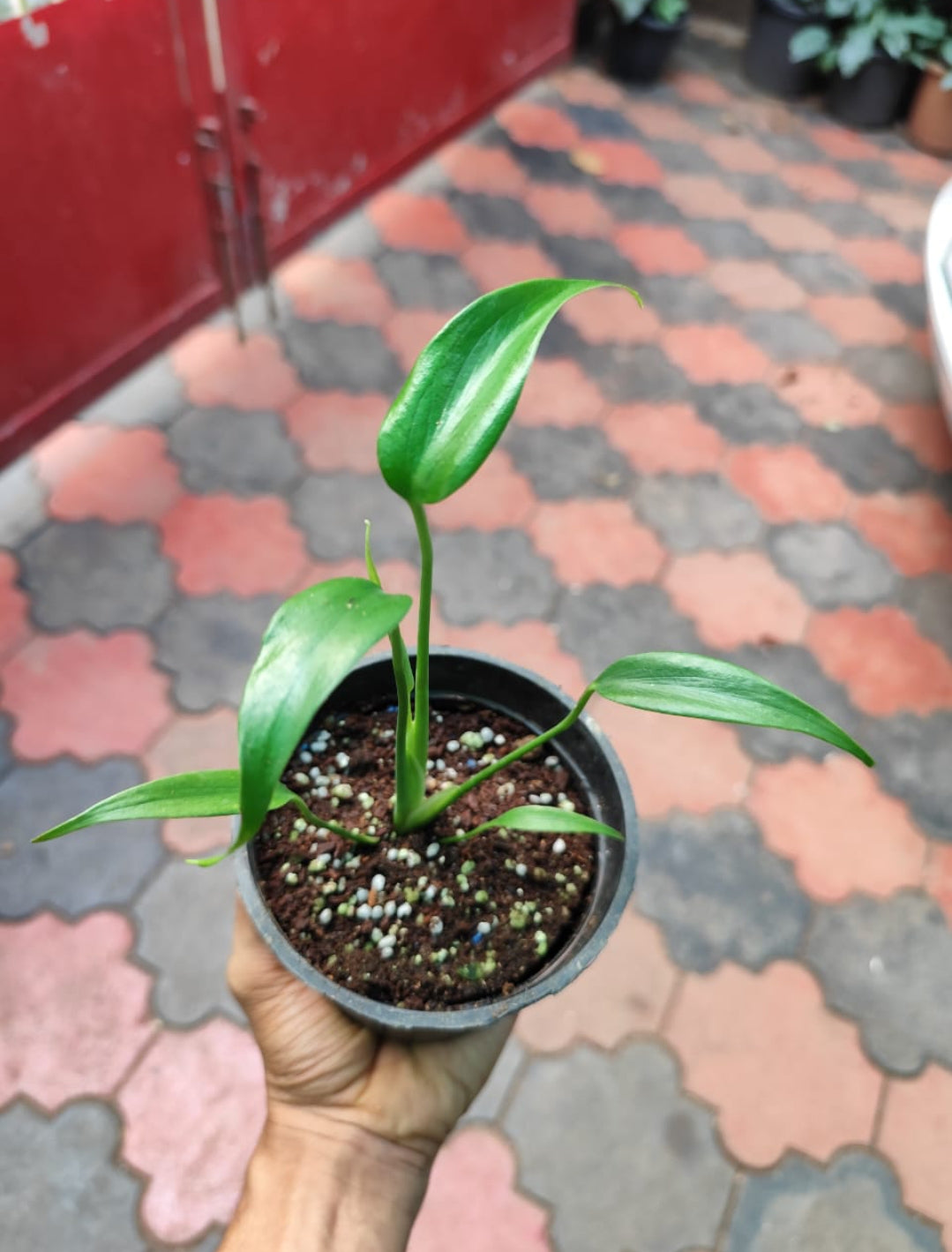 Monstera Bural Marx Flame (Semishade)