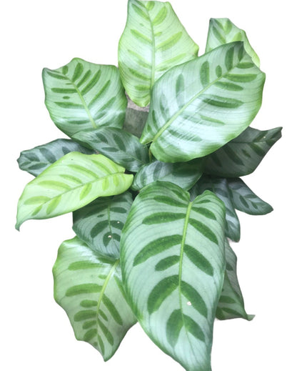 Calathea 16 (3 shoot plant)