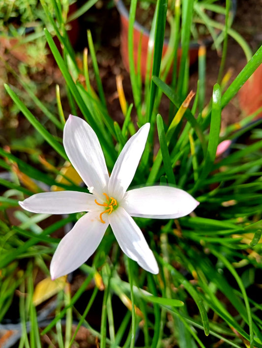 Blush rain Lily bulb