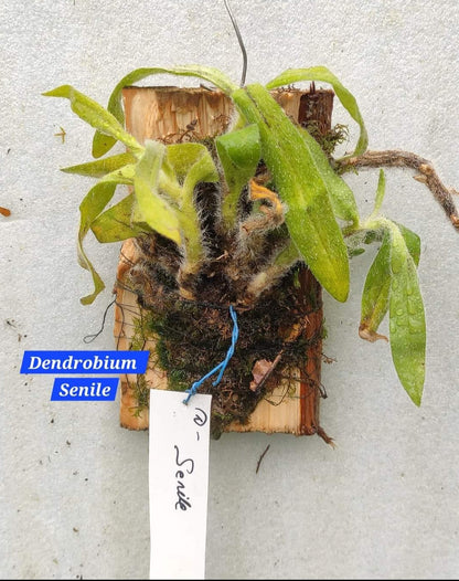 Dendrobium Senile