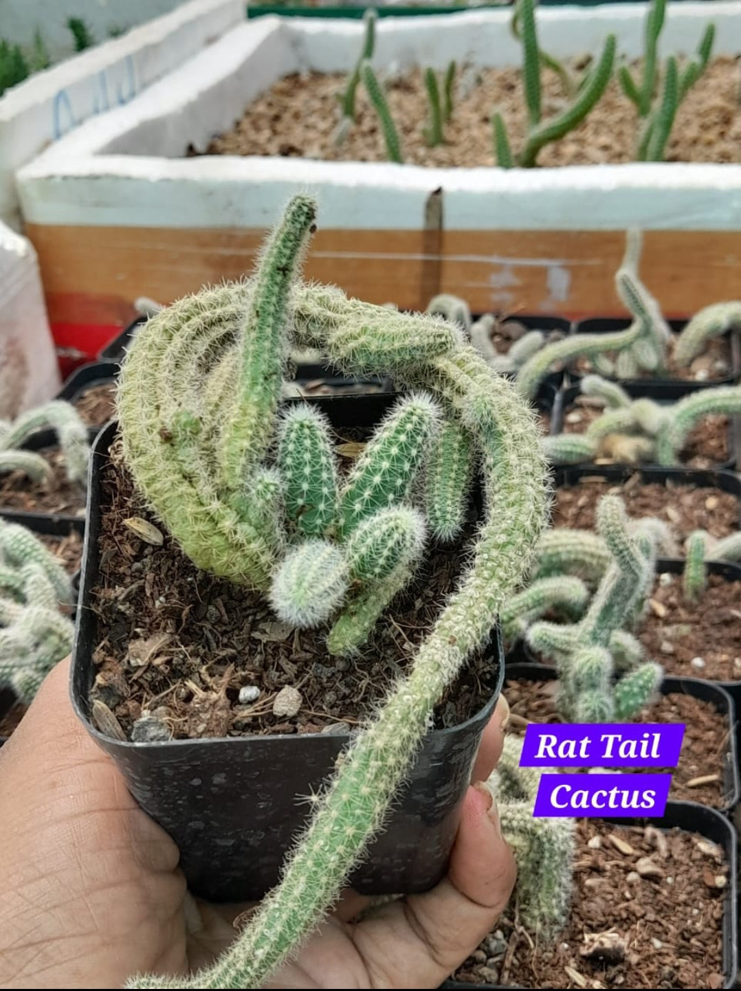 Rat Tail Cactus 4