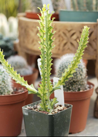 Variegated Dragon bone Cactus