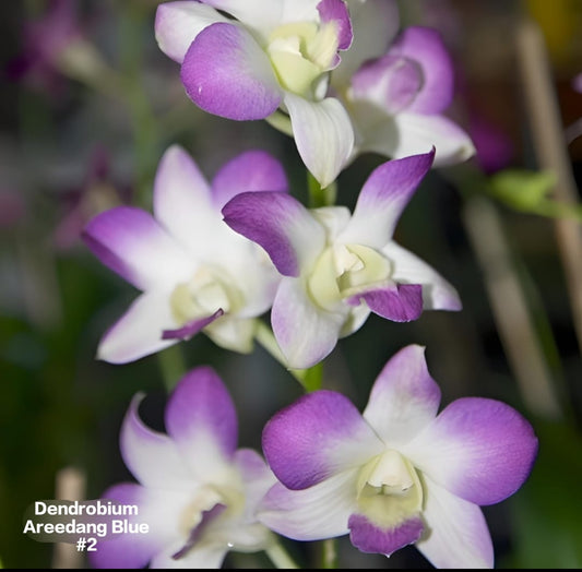 Dendrobium 5 white purple