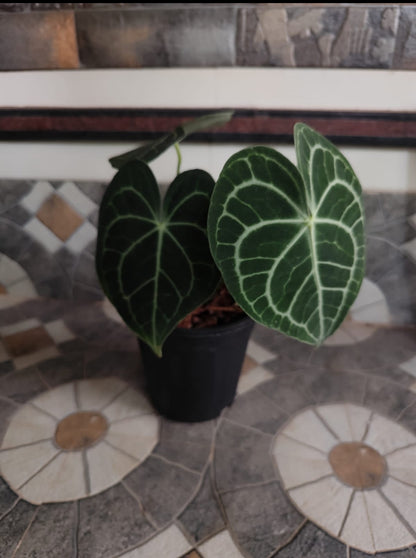 Anthurium Clarinervium Plant (Semishade)