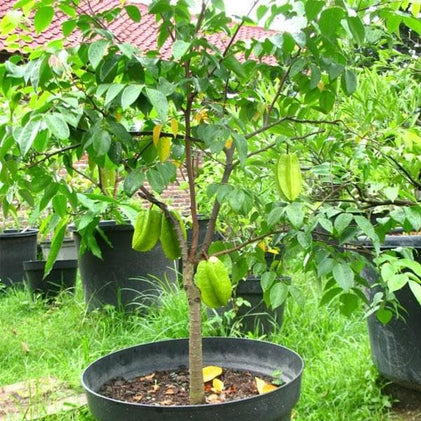 Kamrak, Star fruit - Plant