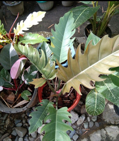 philodendron green empress Philodendron choco empress plant| Indoor plants – ASHIYANA STORE