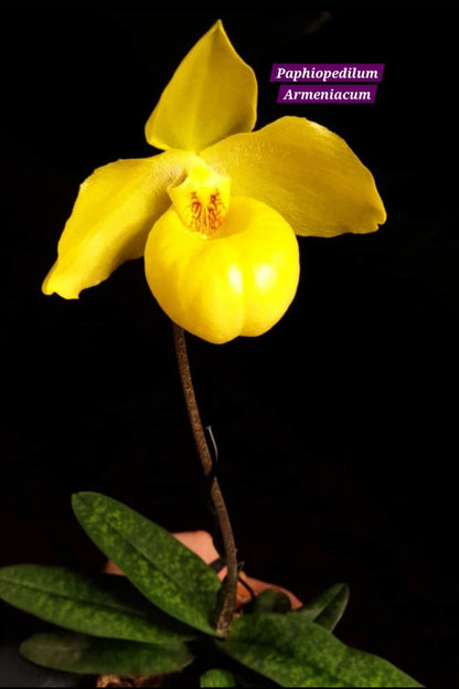 Paphiopedilum Armeniacum