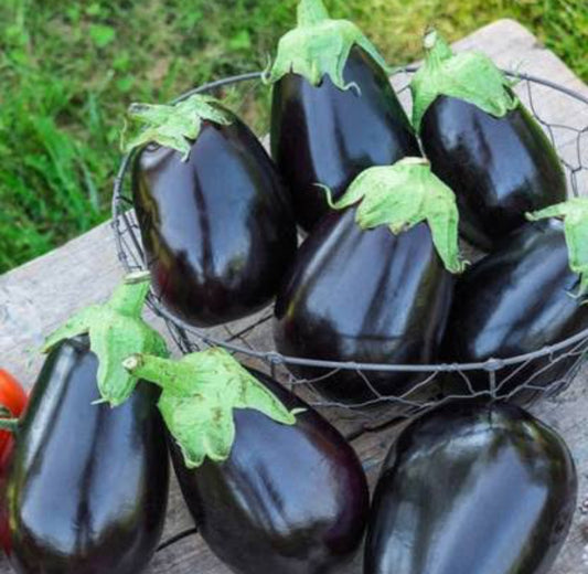 Brinjal F1 round seeds vegitable seeds