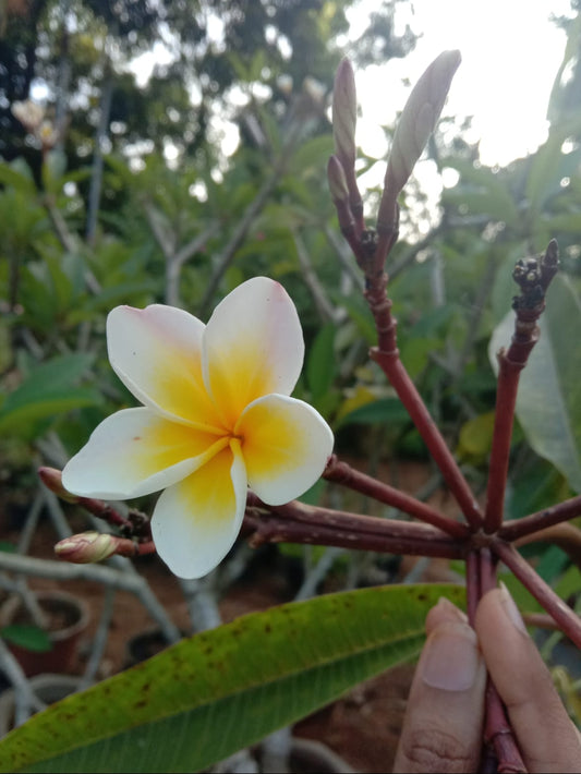 Pulmaria plant pink yellow (shrub plant)