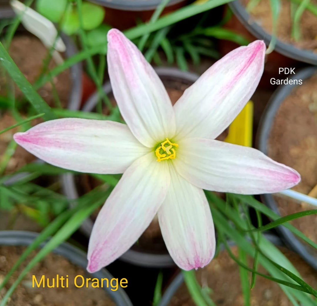 Multi Orange rain Lily bulb