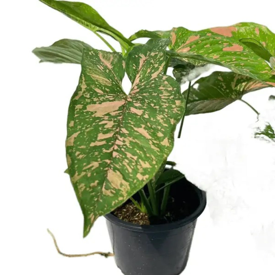 Syngonium pink Splash Allusion Rare - plant Good