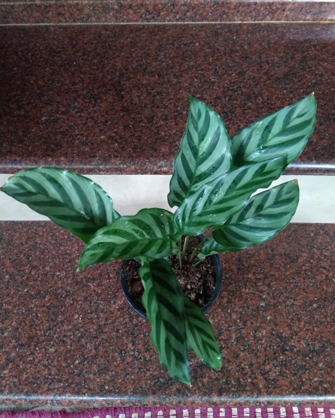 Calathea Concinna