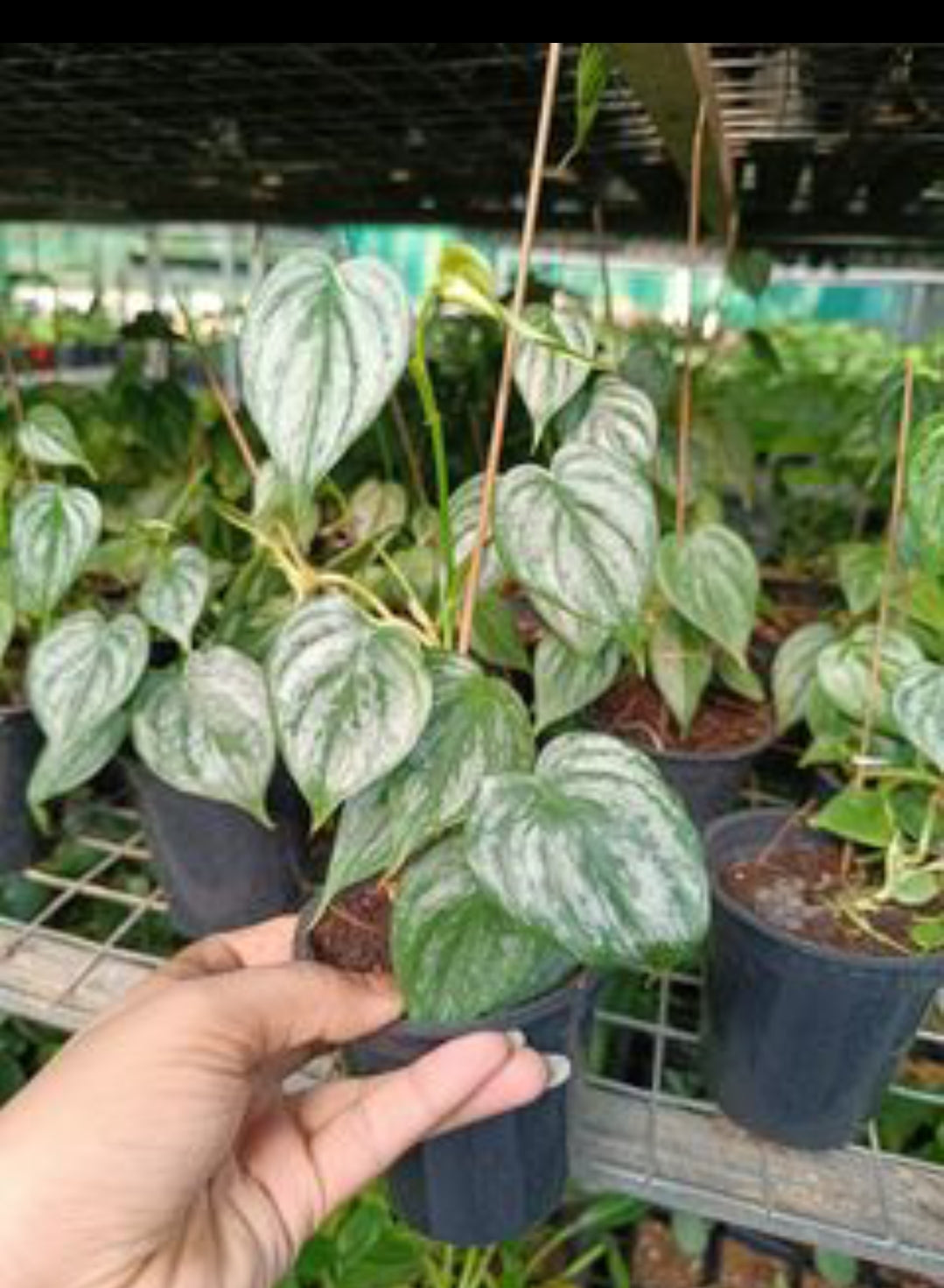 Philodendron Brandtianum plant