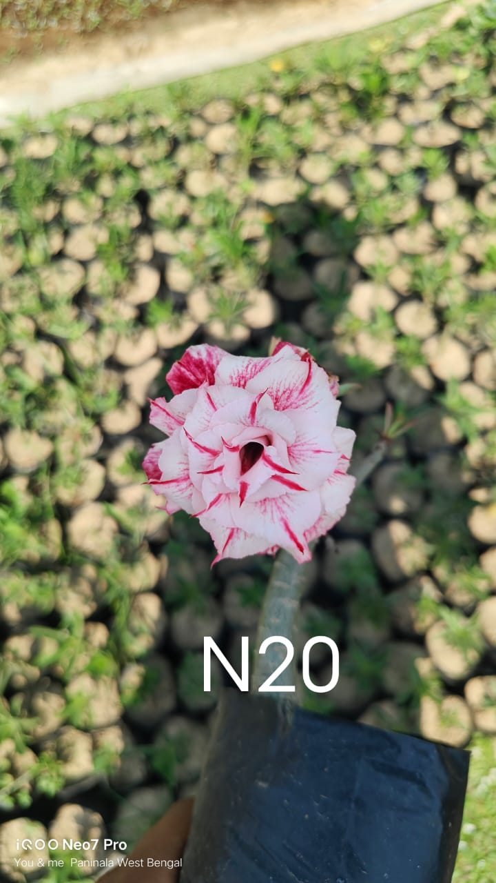 Adnium plant florist pink stripe with white colour