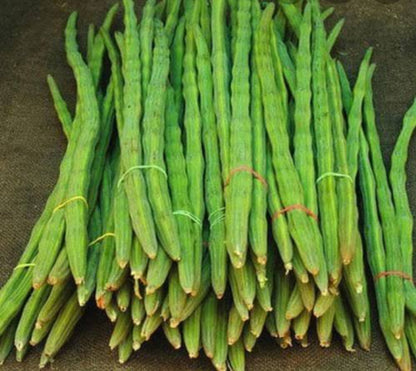 Drumstick moringa hybrid vegitable seeds