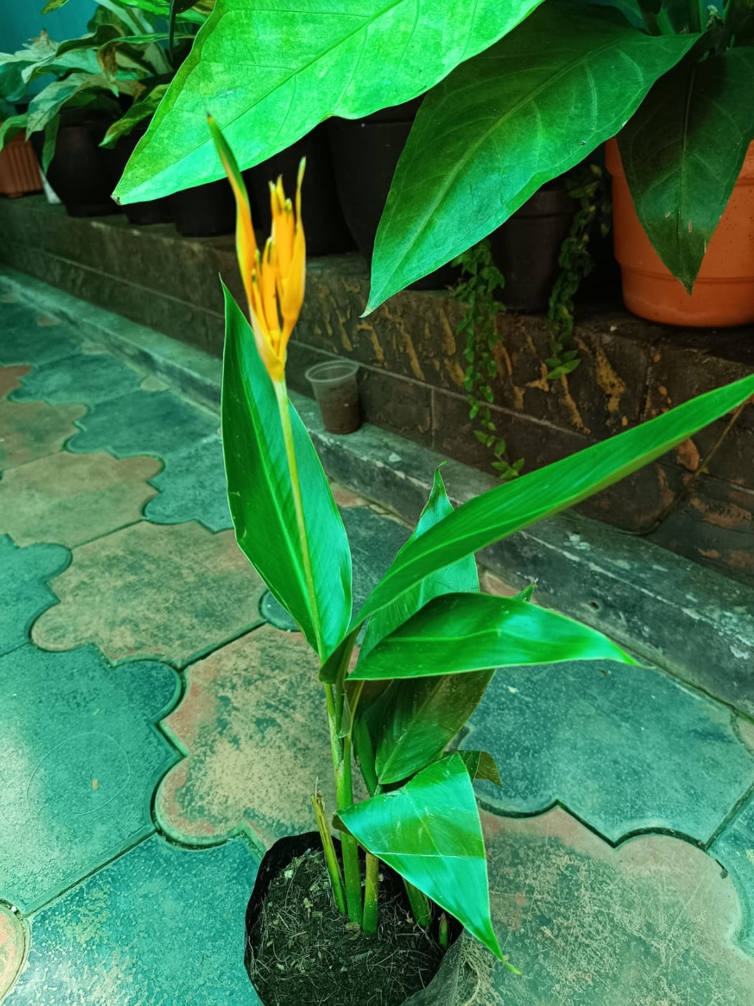 Heliconia Psittacorum Golden tourch