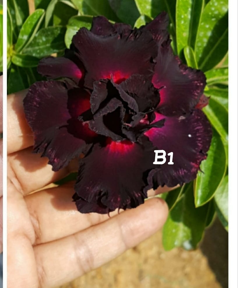 Adenium plant (desert rose) dark black and light red mix colour flower