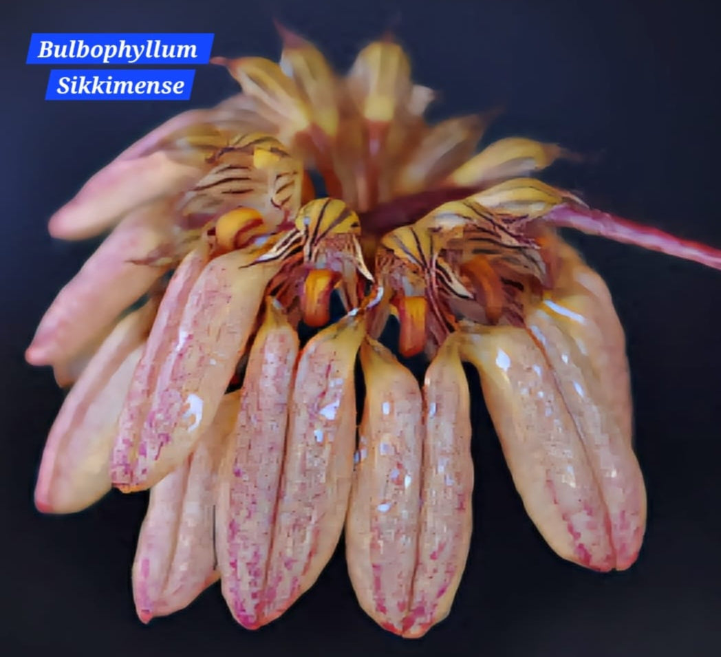 Bulbophyllum Sikkimense