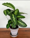 Calathea 14